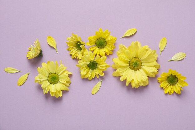 Yellow chrysanthemums on violet background, top view.