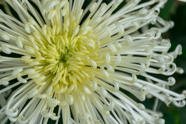 The yellow chrysanthemums with slender petals opened