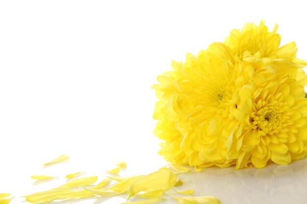 Yellow chrysanthemums