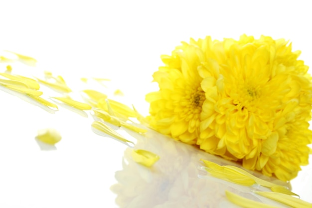 Yellow chrysanthemums