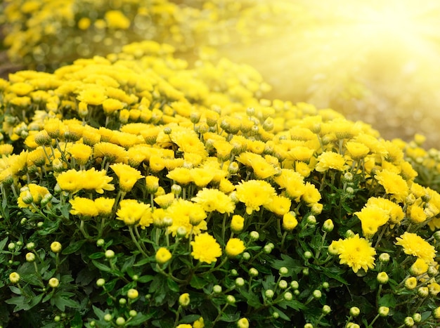 Yellow chrysanthemums