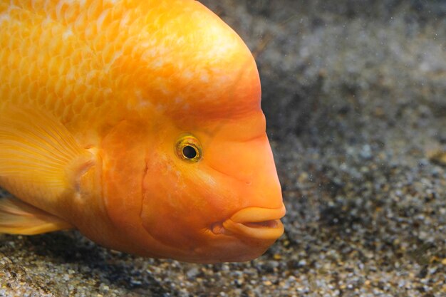 Photo yellow citron cichlid in aquarium against background sea sand