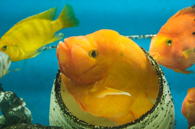 Photo yellow citron cichlid in an aquarium peeks out from hiding