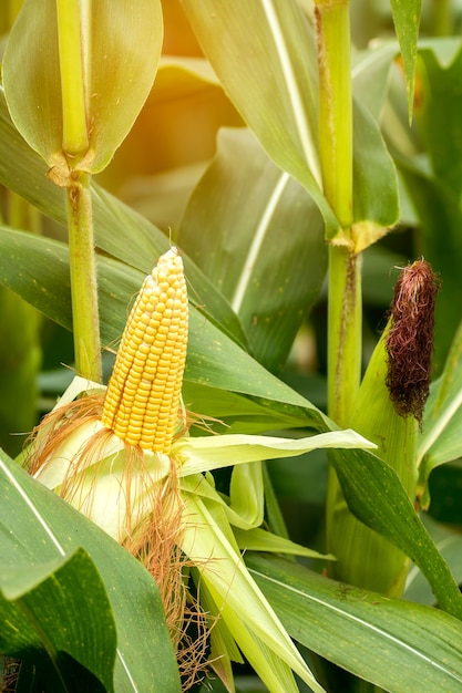 yellow cob of sweet corn on the field. Collect corn crop.