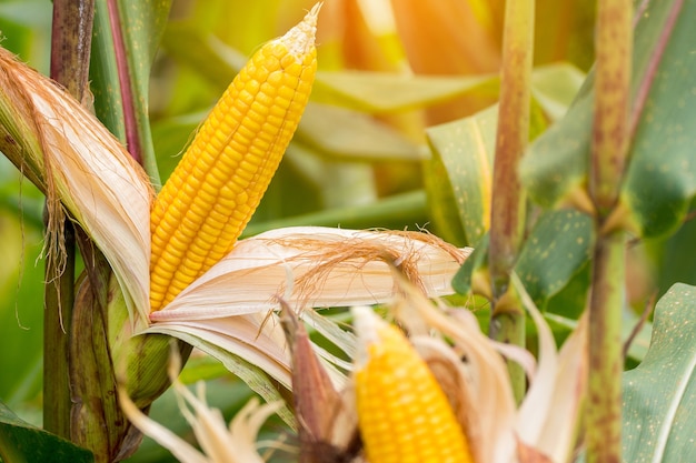 Yellow cob of sweet corn on the field. Collect corn crop.