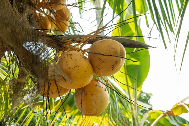 Yellow coconut fruit on the coconut tree when harvest season