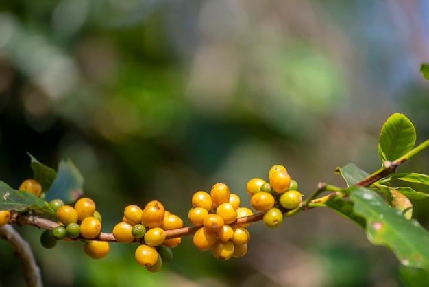 옐로우 버번 에코 유기농 농장에서 노란색 커피 콩 베리 식물 신선한 씨앗 커피 나무 성장. 노란색 익은 씨앗 열매를 닫으면 아라비카 커피 정원이 수확됩니다. 신선한 커피 콩 녹색 잎 부시