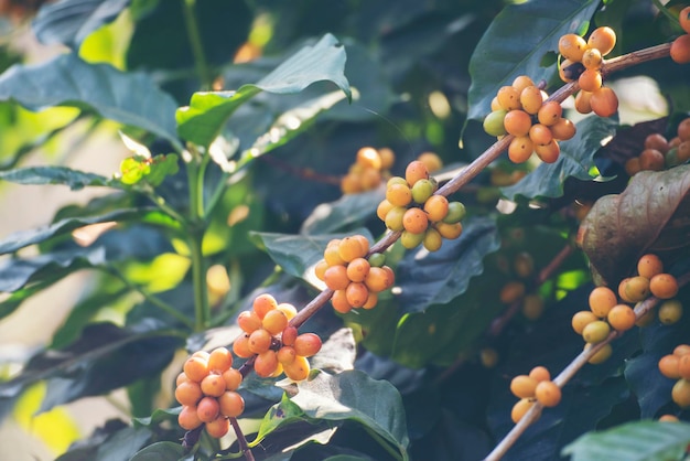 イエローバーボンエコ有機農場でのイエローコーヒー豆ベリー植物の新鮮な種子のコーヒーの木の成長