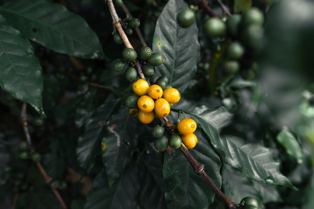 Yellow coffee beans on the tree In nature