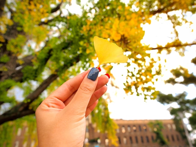 Yellow color ginkgo leaves in woman hand