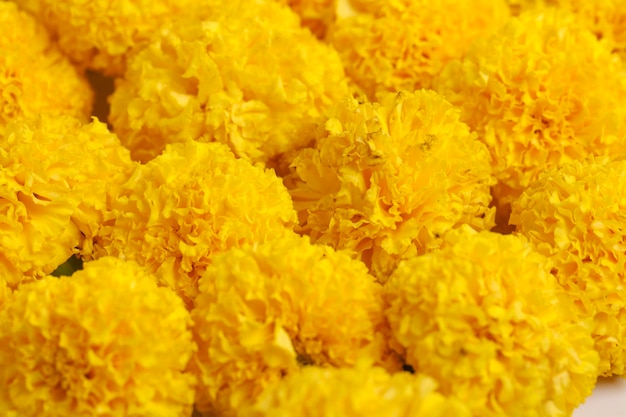 Fiore di calendula di colore giallo per il festival indiano dasara