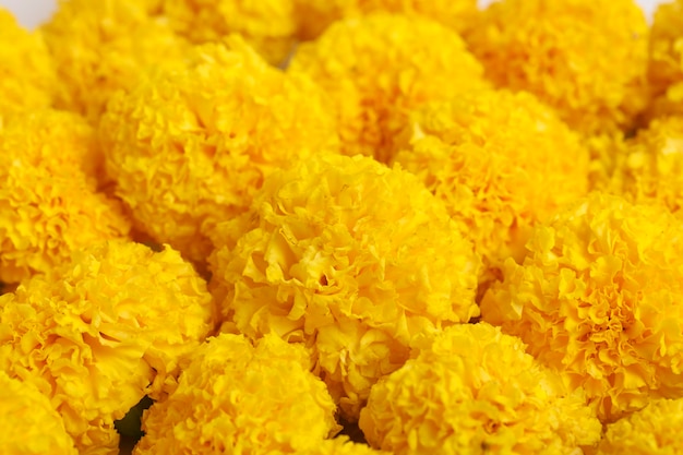 Yellow color marigold flower for indian festival dasara