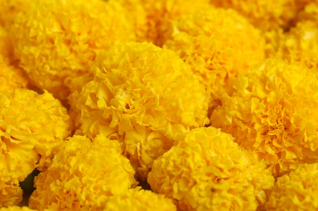 Fiore di calendula di colore giallo per il festival indiano dasara