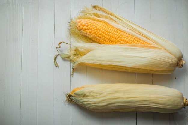 Yellow colorful corn cob on the white  