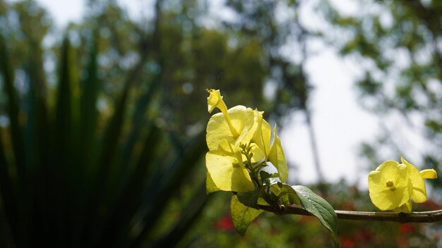 Yellow colour Chinese hatplant flower Botanical name is Holmskioldia sanguinea