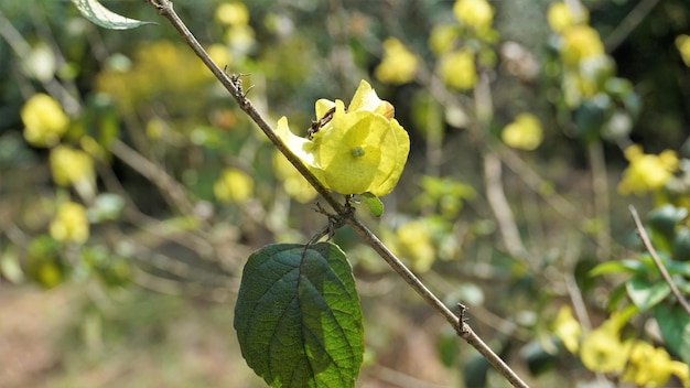 Photo yellow colour chinese hatplant flower botanical name is holmskioldia sanguinea