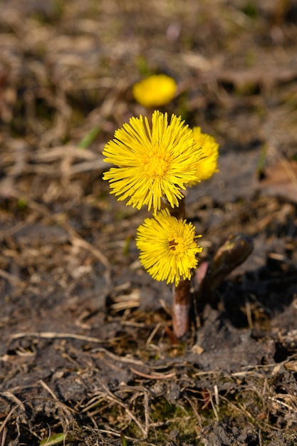 Yellow coltsfoot Tussilago farfara flowers in spring