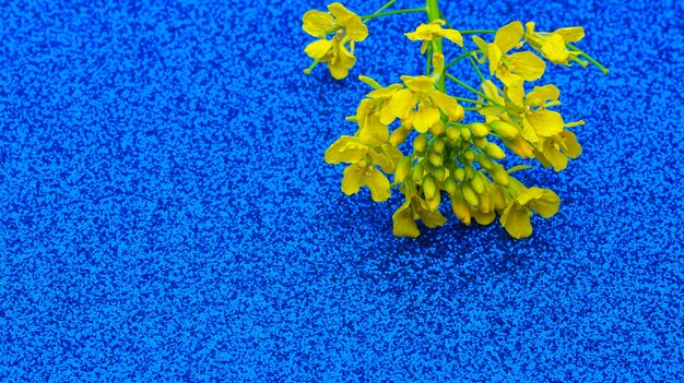 Yellow colza inflorescence on abstract shiny blue background