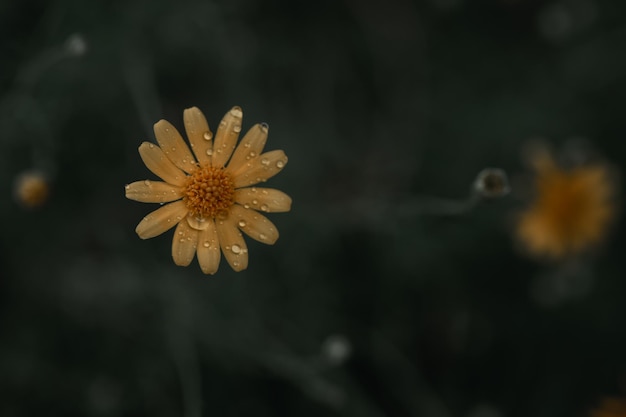 Yellow Common daisy flower on vintage background