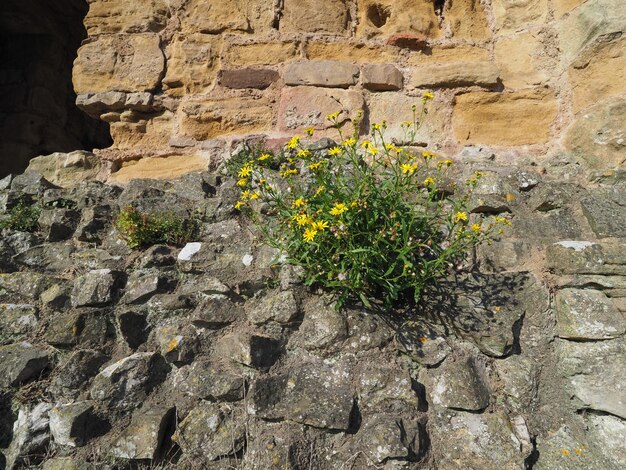 Fiore di tarassaco comune giallo