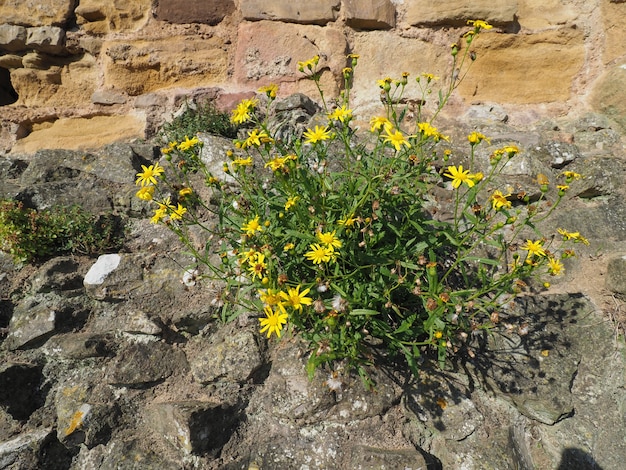 黄色の一般的なタンポポの花