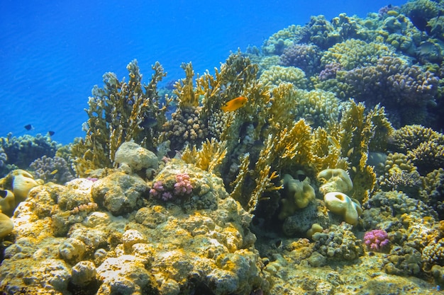 Желтые кораллы в голубой морской воде во время дайвинга в отпуске в египте