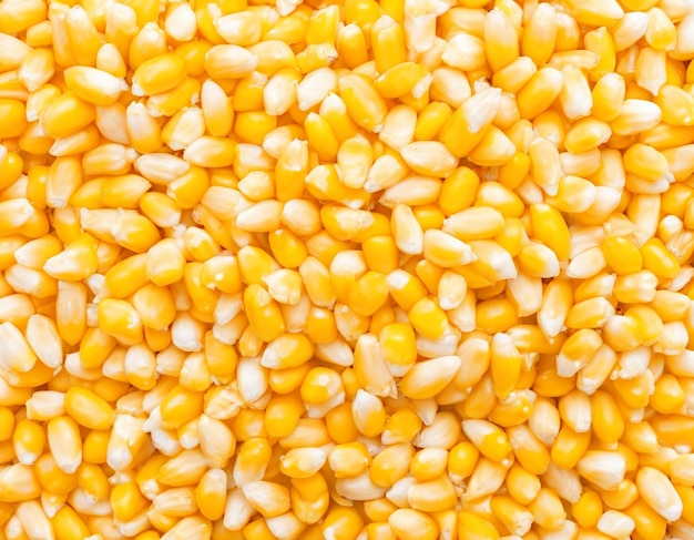 желтый фон семян кукурузных колосьев