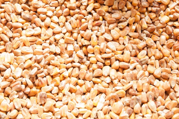 yellow corn kernels texture background