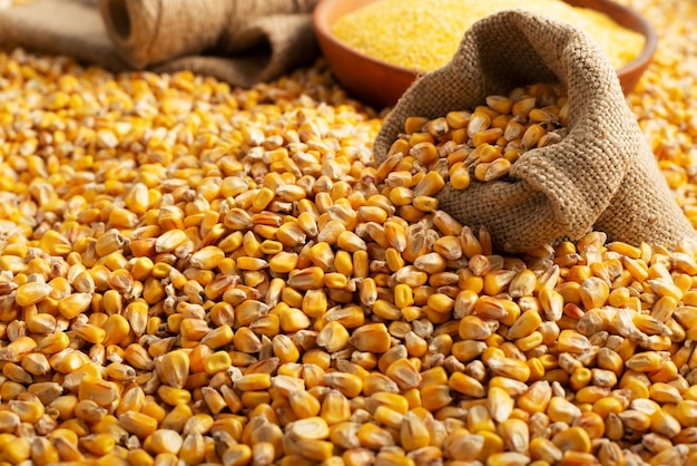 Yellow corn kernels with clay bowl in burlap sack