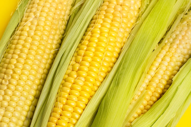 yellow corn maize background