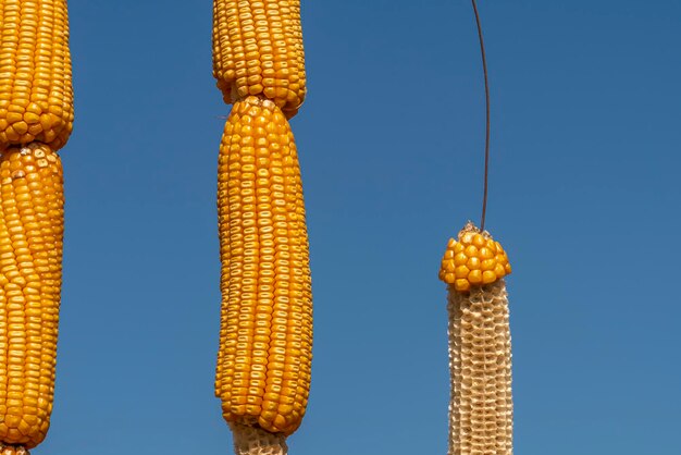 Photo yellow corn pods and blue sky background nature vegetable