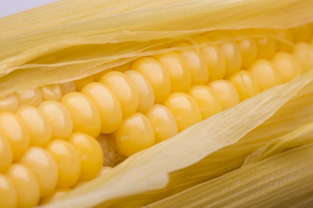 Yellow corn pods ready to eat on a white backdrop.