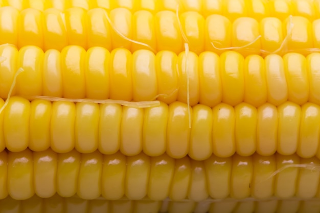 Yellow corn pods ready to eat on a white backdrop.