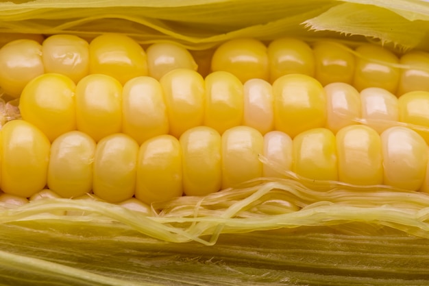 Yellow corn pods ready to eat on a white backdrop.