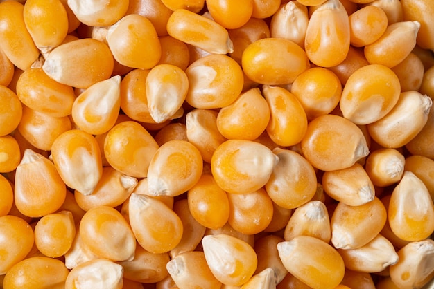 Yellow corn scattered background
