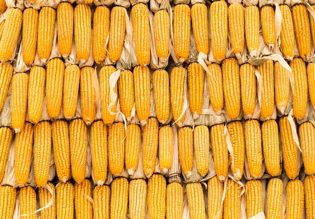 Photo yellow corn wall texture background