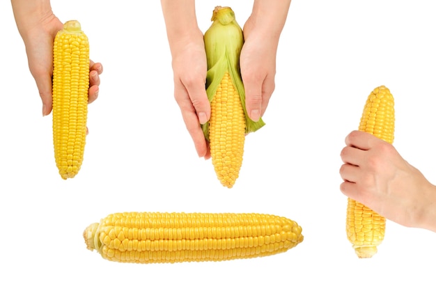 Yellow corn in woman hands isolated on white surface