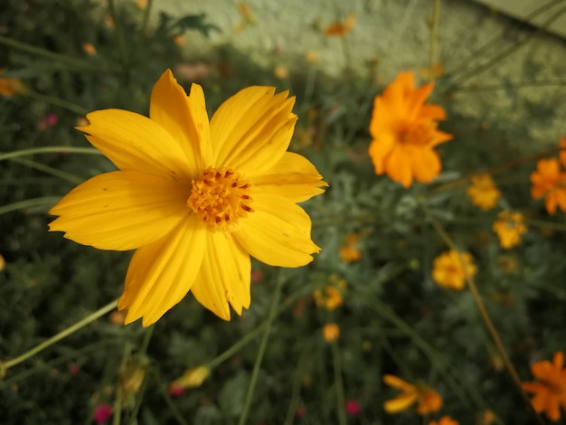 Yellow Cosmos beautiful blooming colorful flowers in garden