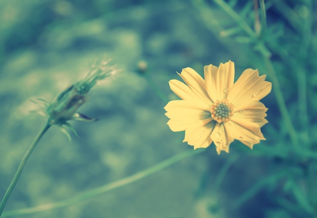 Yellow cosmos blooming 