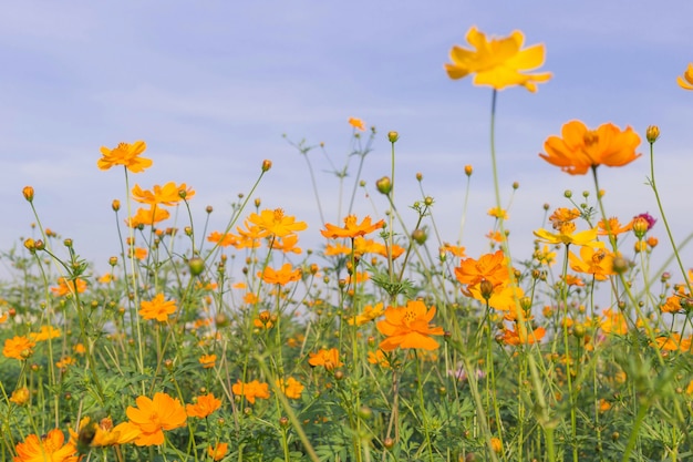 Foto cosmo giallo o cosmos sulphureus