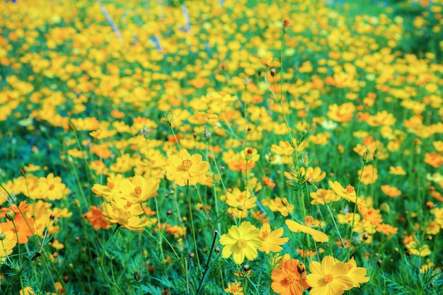 Yellow cosmos on field.