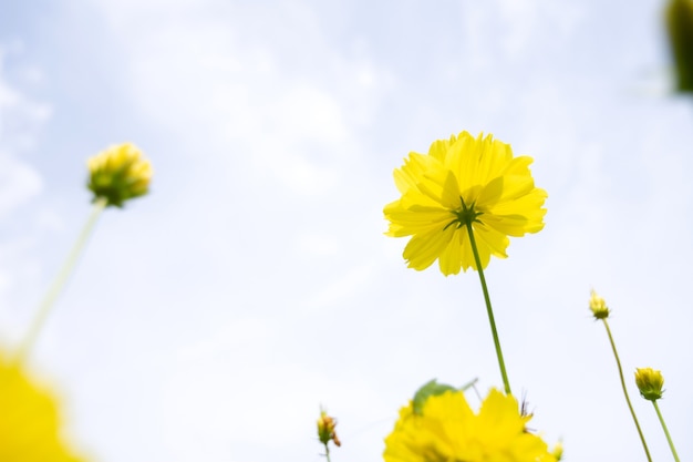 Yellow cosmos flower blooming in garden field.