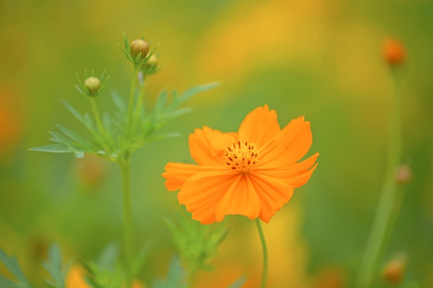 Yellow cosmos flower field in nature