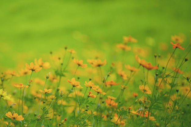 Yellow cosmos flower field in nature