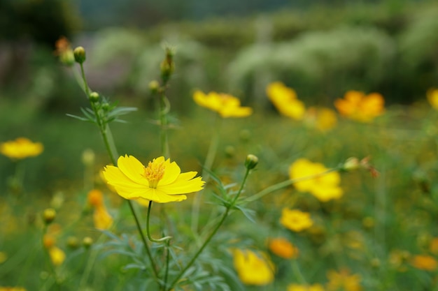 Photo yellow cosmos flower in the garden