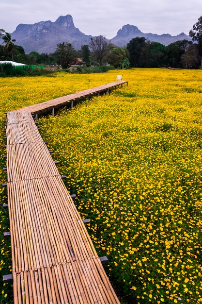 Yellow cosmos flower with walkway