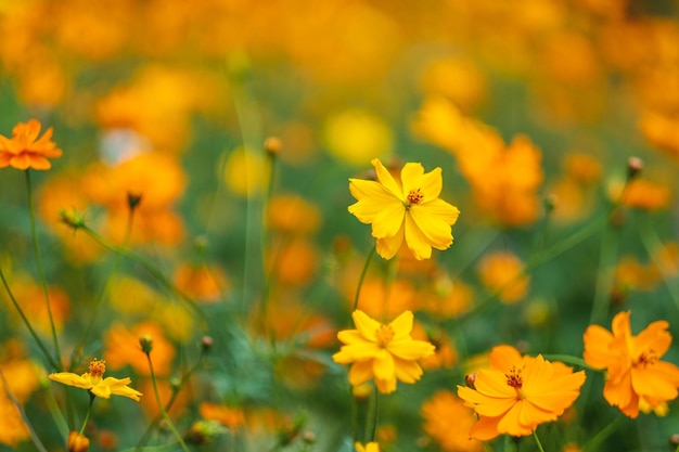 庭に咲く黄色いコスモスの花