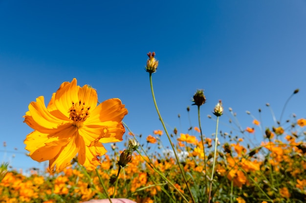 Yellow cosmos flowers farm in the outdoor under blue sky