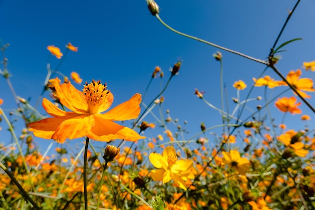 青い空の下で屋外に黄色いコスモスの花が咲く