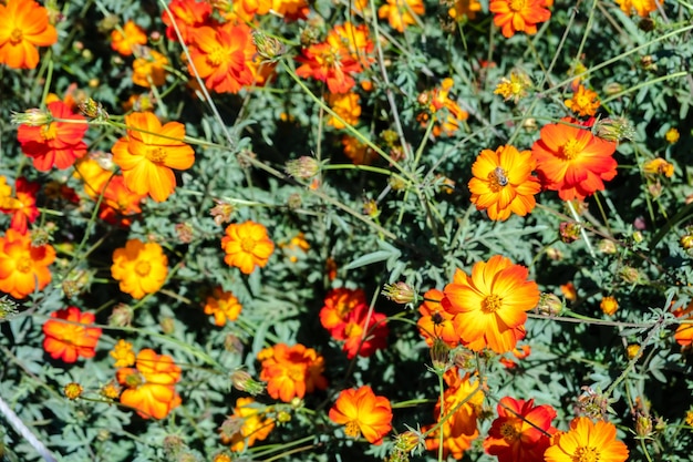 黄色いコスモスの花は屋外で農場